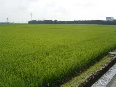 川手7月