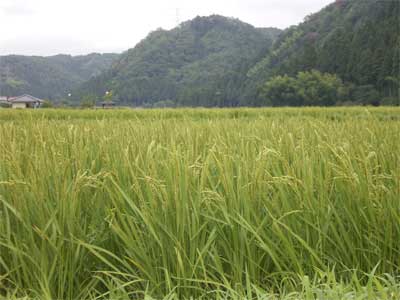 鍋谷