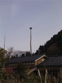 和佐谷 木